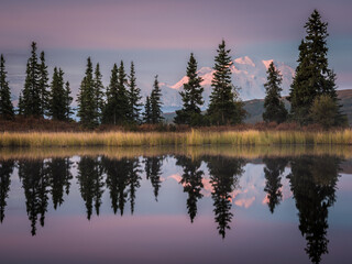 Denali (Mt. McKinley) lit up with alpenglow during sunrise and reflected in a small tundra pond,...