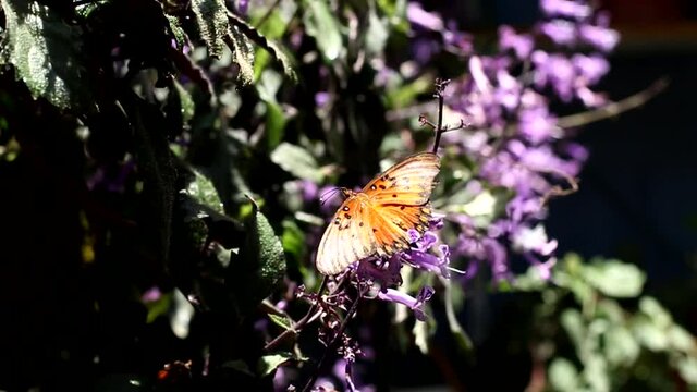Hermosa mariposa en flor de lavanda.