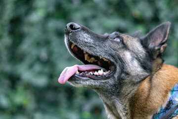 Perro pastor aleman sacando la lengua en un jard&iacute;n
