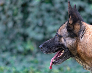 Perro pastor aleman sacando la lengua en un jardín