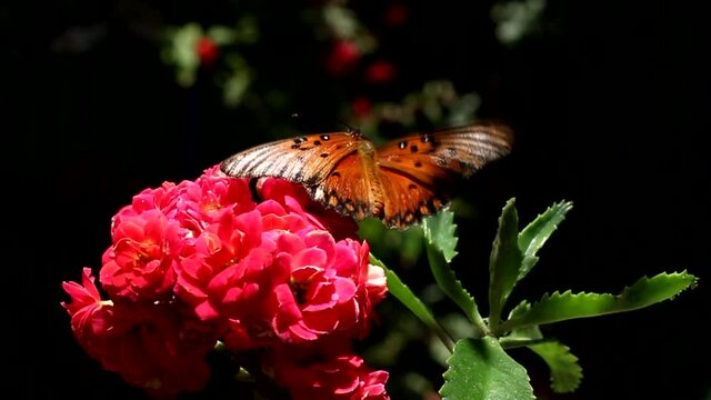 Bella flor roja de kalanchoe recibe la visita de una mariposa Monarca.