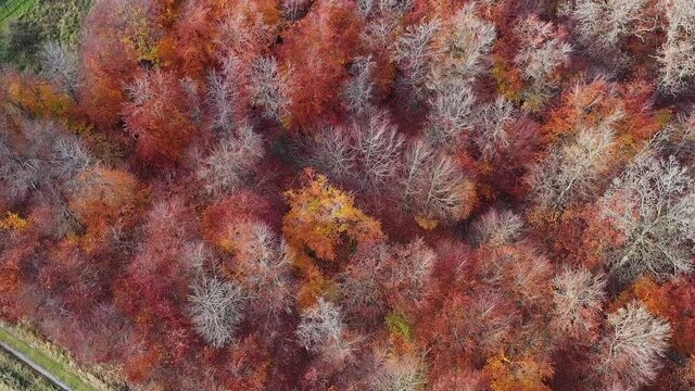 Flight over a deciduous forest in autumn with red leaves. Flight down in slow motion. Landscape in Sauerland in Brilon.