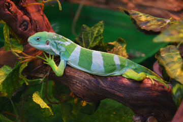 Striped Fijian iguana (Latin. Brachylophus fasciatus) in the terrarium 