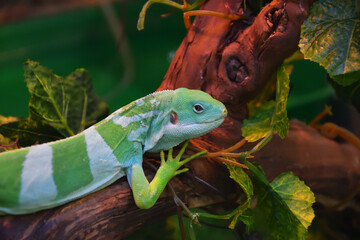 Striped Fijian iguana (Latin. Brachylophus fasciatus) in the terrarium 