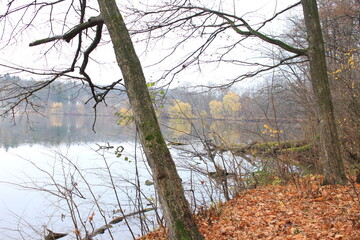 Autumn forest is reflected in the forest lake. It's raining, the leaves are turning yellow