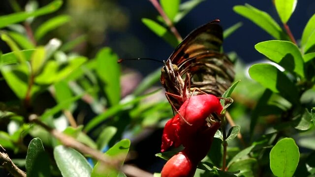 Lleg&oacute; la primavera y con ella, muchas flores y mariposas. Mi jard&iacute;n se llena de vida