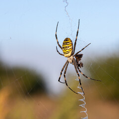 Close up of a spider in nature. Amazing nature. Close up of a spider making web. Macro photography of nature