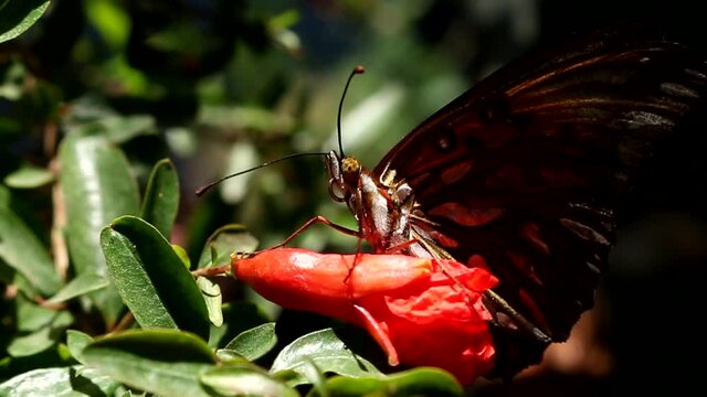 Lleg&oacute; la primavera y con ella, muchas flores y mariposas. Mi jard&iacute;n se llena de vida