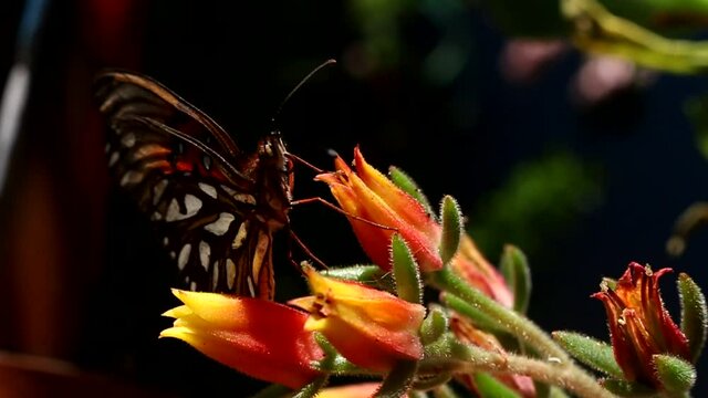 Mariposa monarca posando en una bella flor..