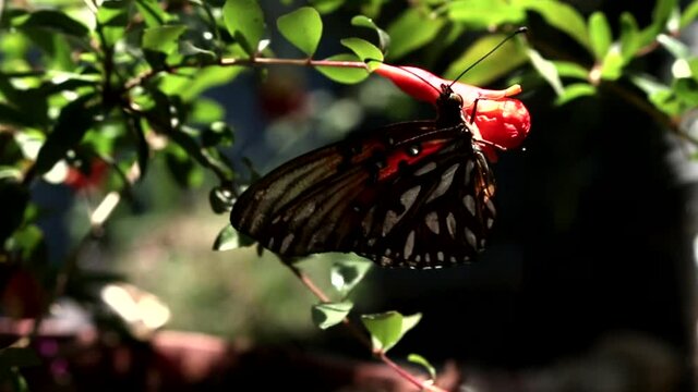 Lleg&oacute; la primavera y con ella, muchas flores y mariposas. Mi jard&iacute;n se llena de vida