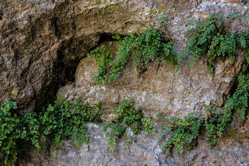 green leaves in rock type texture wall