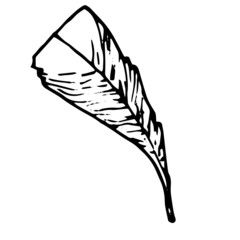a bird's feather. a hand-drawn bird's feather in the style of a sketch, triangular long shape with a pattern of stripes, isolated black outline, on a white background design template