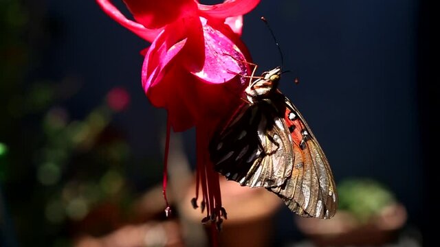 Lleg&oacute; la primavera y con ella, muchas flores y mariposas. Mi jard&iacute;n se llena de vida