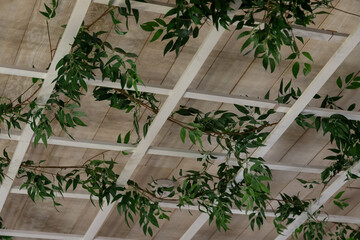 Green ivy leaves on wooden dies, natural decor background