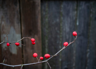 Hawthorn branch late autumn on a dark background