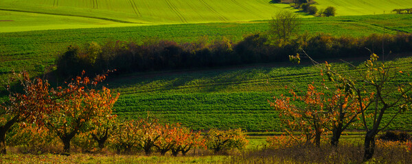 Obraz premium Panoramique patchwork vallonné des cultures dans le département de l'Yonne en région Bourgogne-Franche-Comté, France