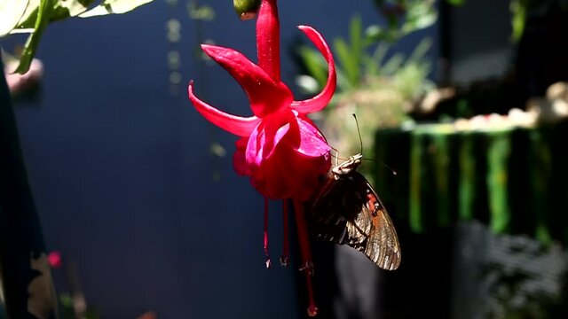 Lleg&oacute; la primavera y con ella, muchas flores y mariposas. Mi jard&iacute;n se llena de vida