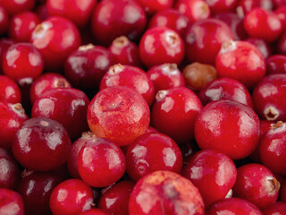 Cranberry berries close-up, wild forest berries, cultivation and harvesting, selective focus