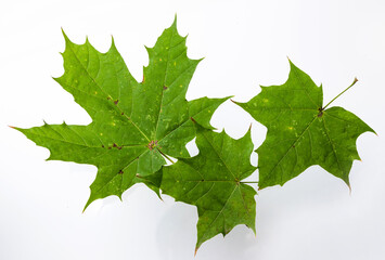 Green maple leaf isolated on white background