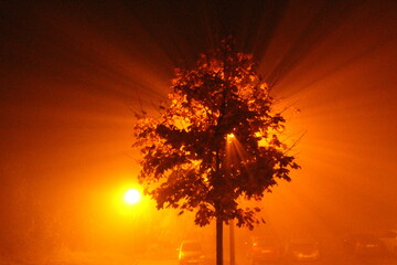 Rozświetlone światłem jesienne drzewo we mgle