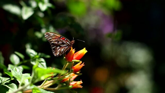 Mariposa monarca posando en una bella flor..