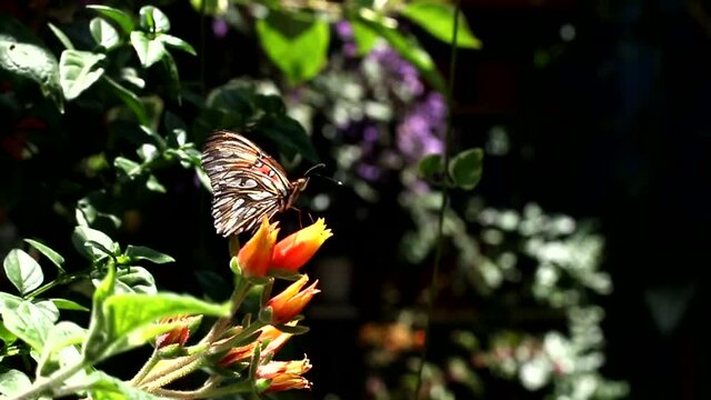 Mariposa monarca posando en una bella flor..