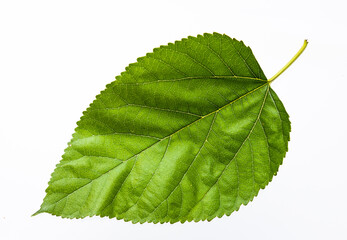 Green betel leaf isolated on the white background