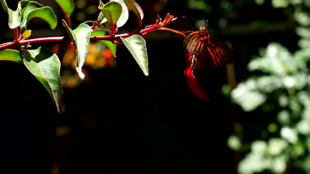 Lleg&oacute; la primavera y con ella, muchas flores y mariposas. Mi jard&iacute;n se llena de vida