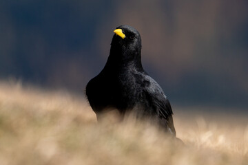 Alpine chough on the ground