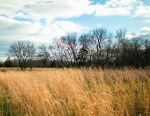 Fototapeta premium Field Awaiting Harvest