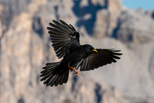 Alpendohle im Flug, Landender Vogel