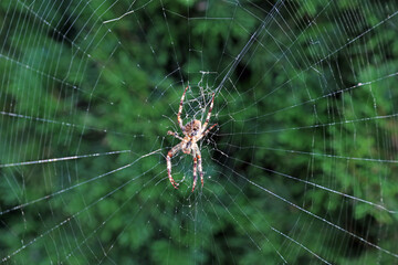 Cross spider on web