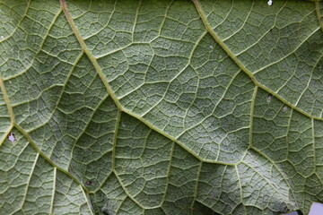 Macro Photo Of Natural Green Leaf Pattern