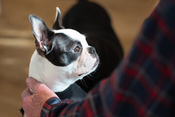 Portrait of a Boston Terrier puppy lit by window light being held gentle by a senior man.