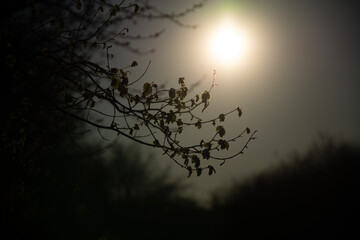 sunset in the forest