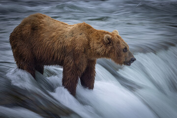 A brown bear (Ursus arctos) stands atop a waterfall with blurred, motion water. 