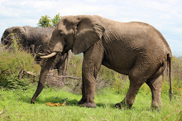 Big Five African bush elephant herd (Loxodonta africana), also known as the African savanna...