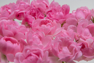 Pink roses bouquet with free space for text