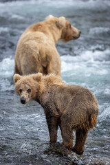 A sow brown bear (Ursus arctos) and cub look for fish in the Brooks River of Katmai National Park, Alaska. 
