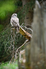 Ural owl perched at broken tree