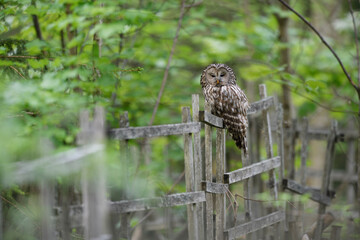 Ural owl perched at a wooden fence