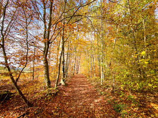Bavarian Forest pathway at a golden October day