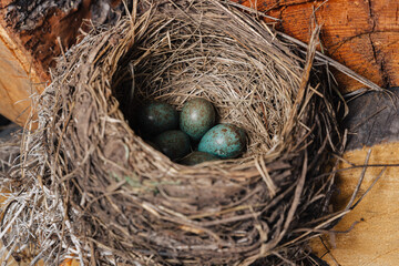 Bird's nest with green eggs inside. The bird made a nest in the woodshed.