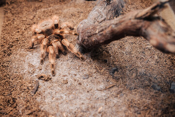Large tarantula spider on an earthen surface.