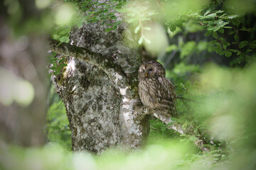 Ural owl perched at beech tree
