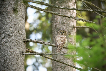 Ural owl perched at spruce tree