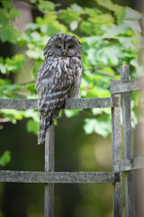 Ural owl perched at a wooden fence
