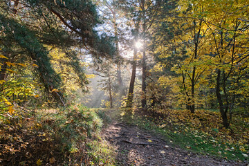 Morning landscape in the forest. The sun's rays make their way through the fog.