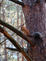 Squirrel sits on a tree and eats a nut