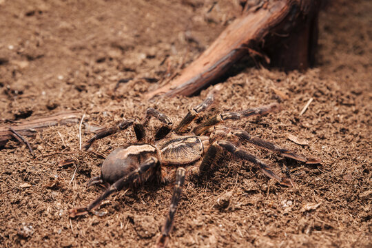 Large tarantula spider on an earthen cover in a terrarium.